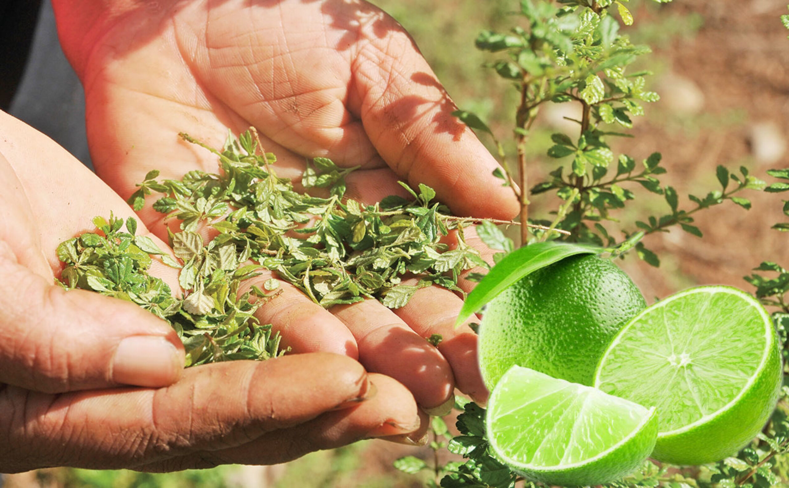 Orégano y Limón: La Combinación Ideal para Combatir Problemas de Salud