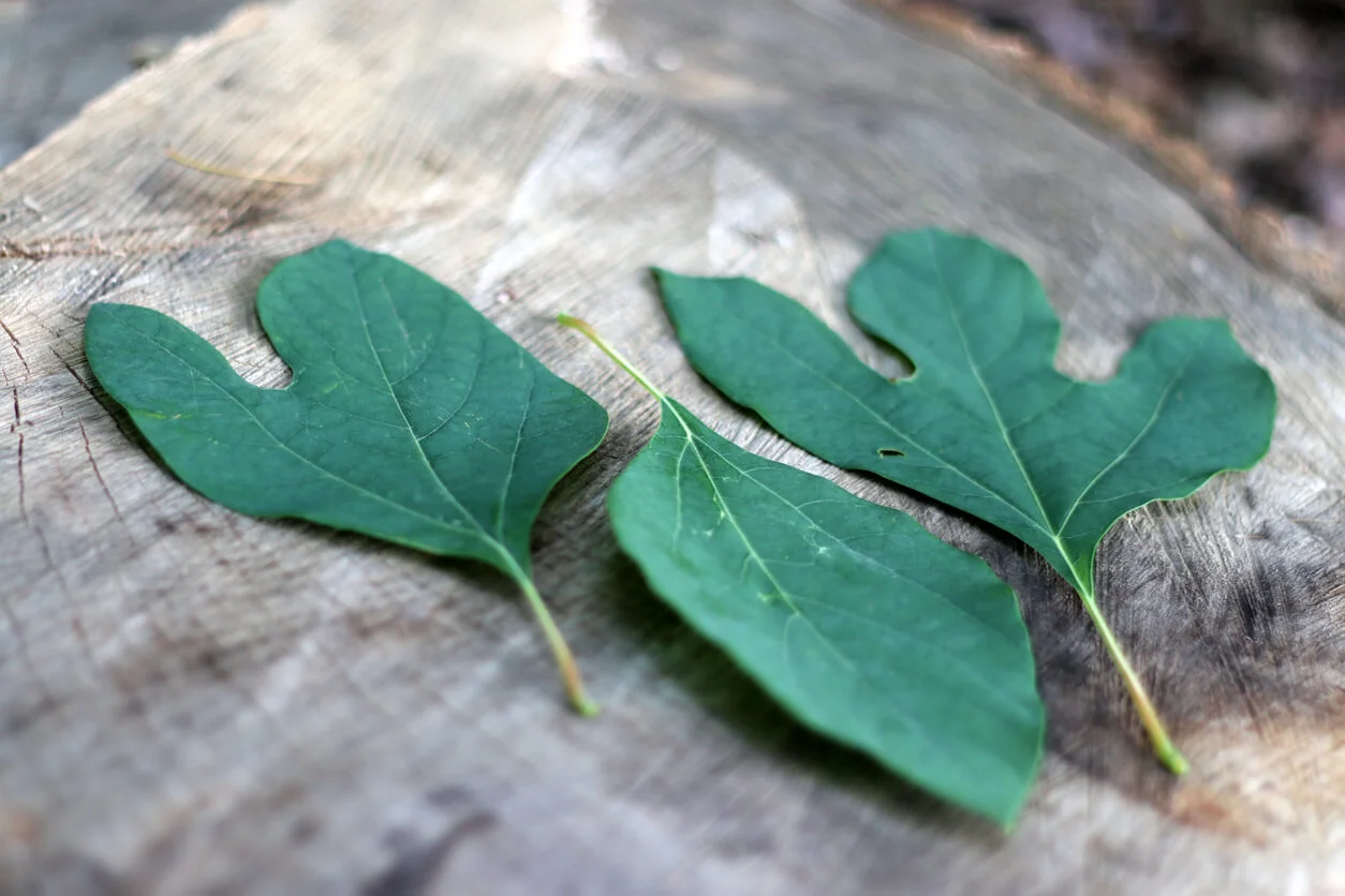 30 Beneficios y Usos de la Planta Sassafras: Nombres, Recetas y Más