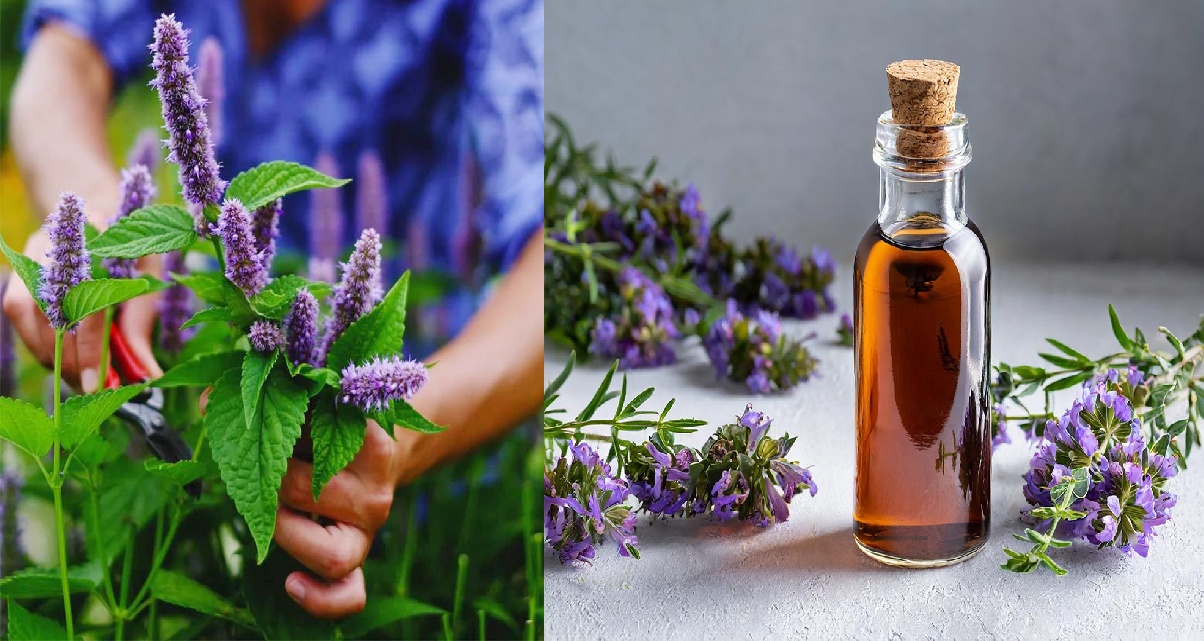 Hisopo de Anís: Beneficios, Usos y Recetas Naturales